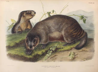 Hoary Marmot - The Whistler