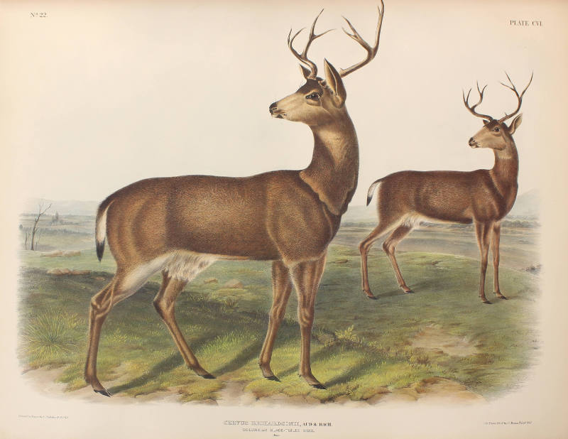 Columbian Black-tailed Deer