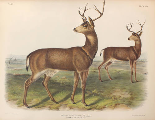 Columbian Black-tailed Deer