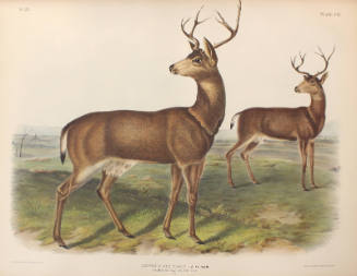 Columbian Black-tailed Deer