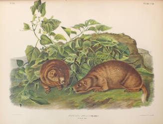 Lewis' Marmot