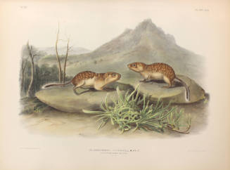Californian Marmot Squirrel