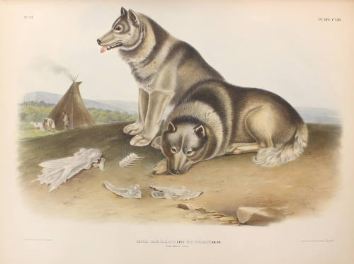 Esquimaux Dog