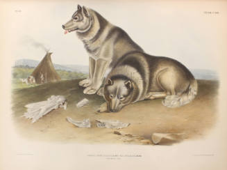 Esquimaux Dog