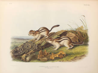 Say's Marmot Squirrel