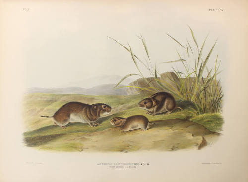 Yellow Cheeked Meadow Mouse