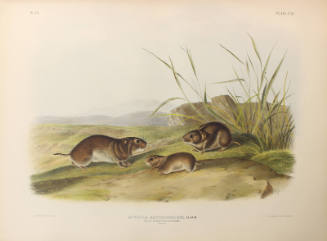 Yellow Cheeked Meadow Mouse