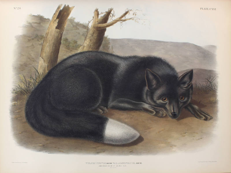 American Black or Silver Fox