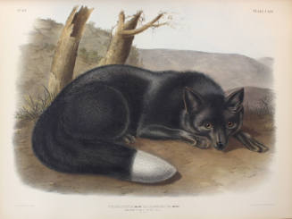 American Black or Silver Fox