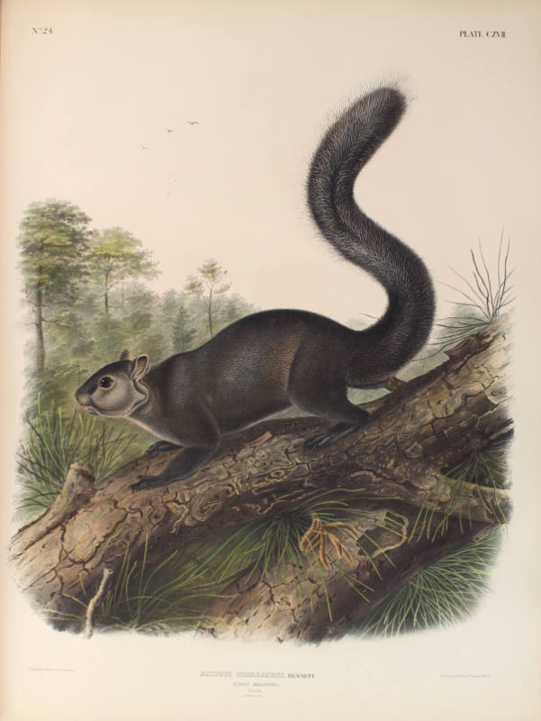 Dusky Squirrel
