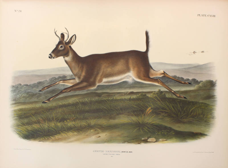 Long-tailed Deer