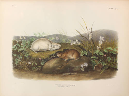Hudson's Bay Lemming