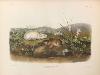 Hudson's Bay Lemming