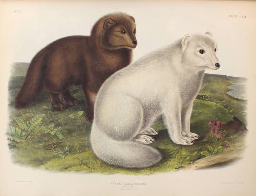 Arctic Fox