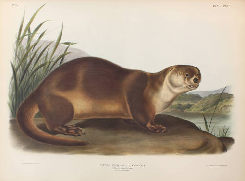 Canada Otter