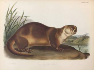 Canada Otter