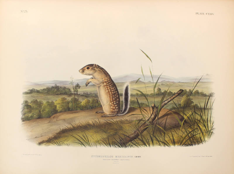 Mexican Marmot-Squirrel
