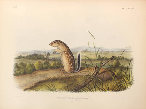 Mexican Marmot-Squirrel