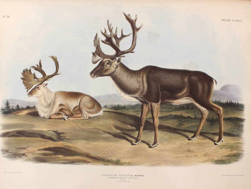 Caribou, or American Rein-Deer