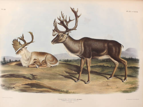 Caribou, or American Rein-Deer
