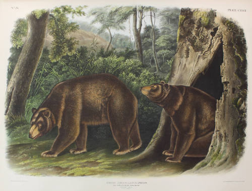 Cinnamon Bear