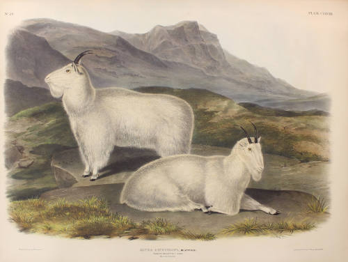 Rocky Mountain Goat