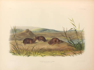 Northern Meadow-Mouse