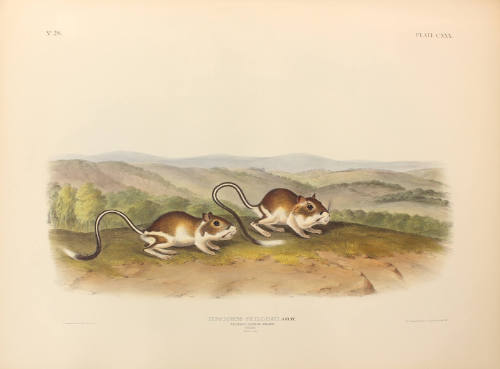 Pouched Jerboa Mouse