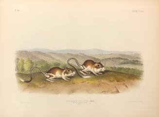 Pouched Jerboa Mouse