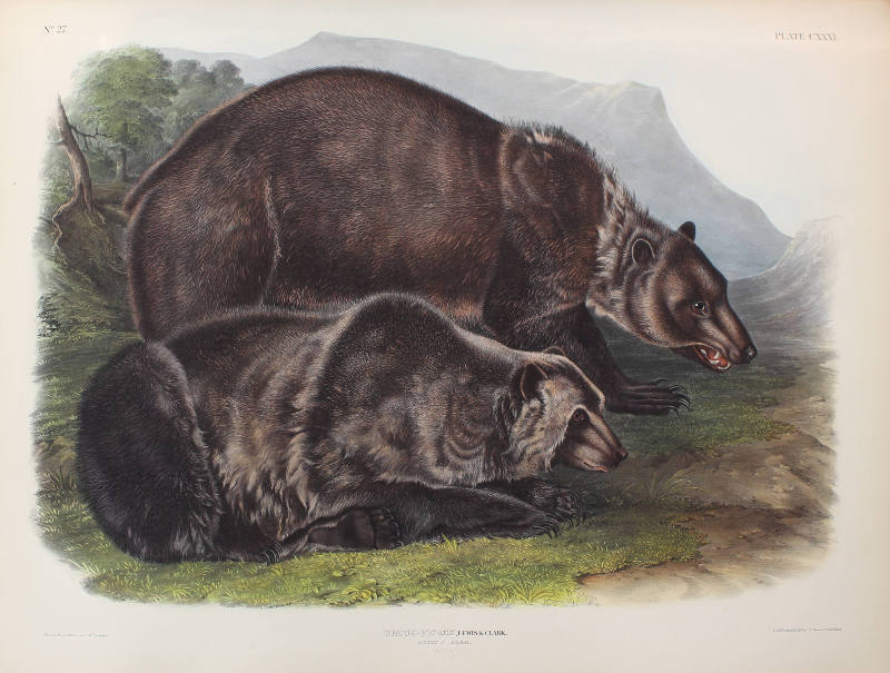 Grizzly Bear