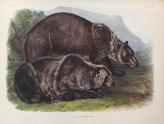 Grizzly Bear