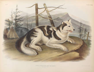 Hare-Indian Dog