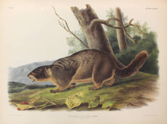 Yellow Bellied Marmot