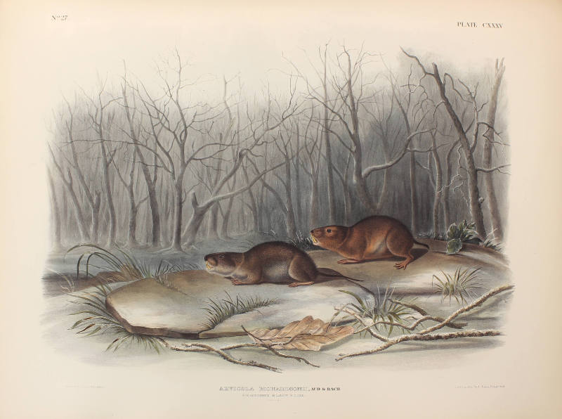 Richardson's Meadow Mouse