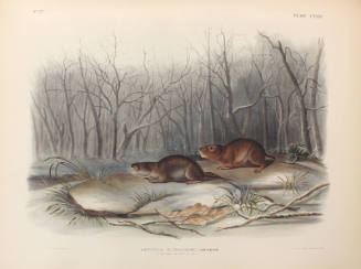 Richardson's Meadow Mouse