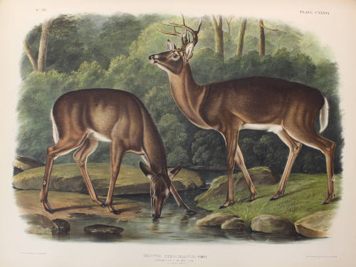 Common or Virginian Deer