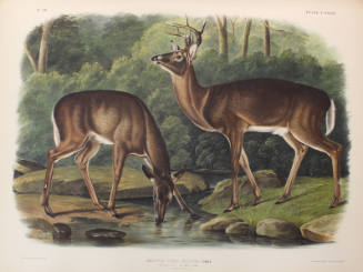 Common or Virginian Deer