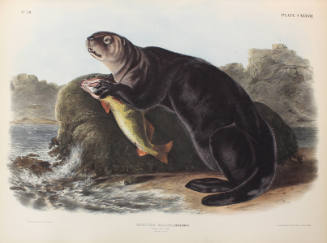 Sea Otter