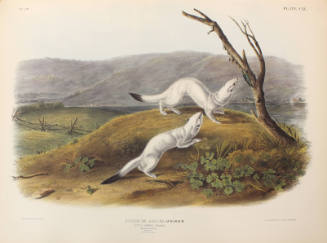 Little Nimble Weasel