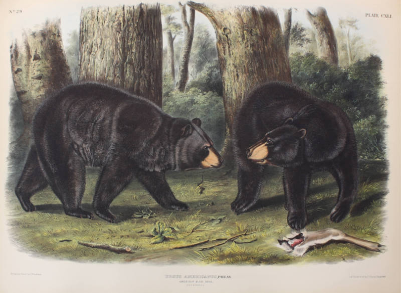 American Black Bear