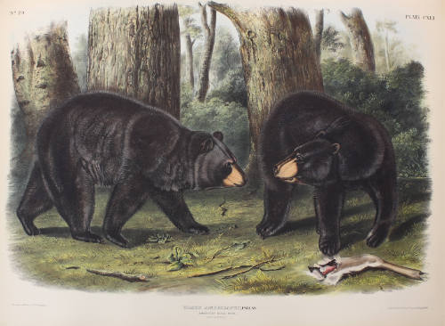 American Black Bear