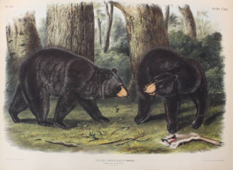 American Black Bear