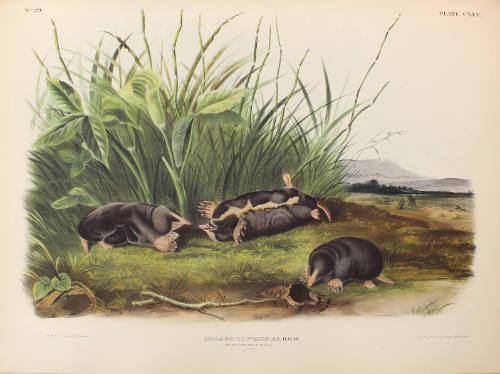 Townsend's Shrew Mole