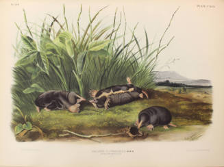 Townsend's Shrew Mole