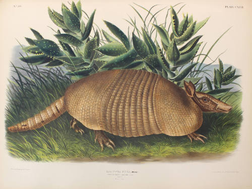 Nine-banded Armadillo