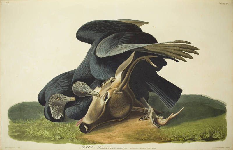Black Vulture or Carrion Crow