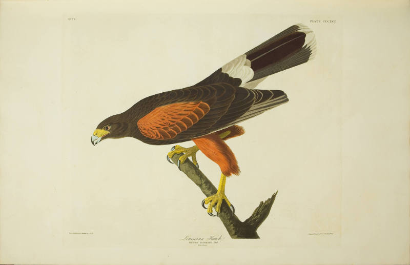 Louisiana Hawk
