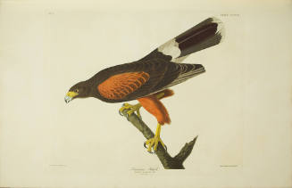 Louisiana Hawk