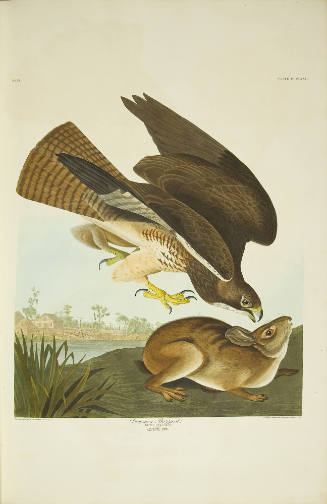 Common Buzzard
