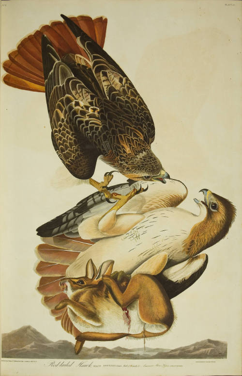 Red-tailed Hawk